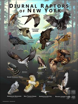 Diurnal Raptors of New York poster print