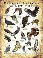 Diurnal Raptors of New York poster print