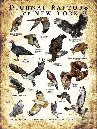 Diurnal Raptors of New York poster print