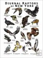 Diurnal Raptors of New York poster print