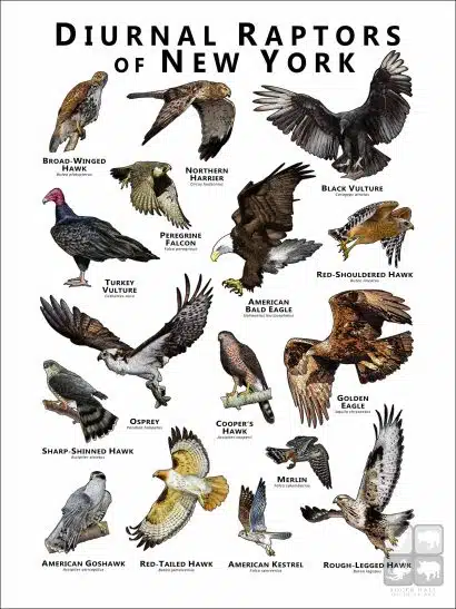 Diurnal Raptors of New York poster print