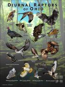 Diurnal Raptors of Ohio poster print