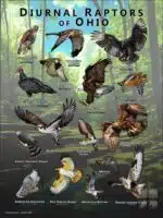 Diurnal Raptors of Ohio poster print