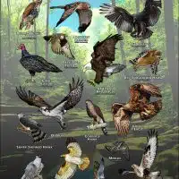 Diurnal Raptors of Ohio poster print
