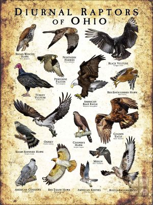 Diurnal Raptors of Ohio poster print