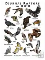 Diurnal Raptors of Ohio poster print
