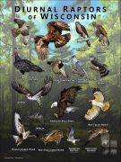 Diurnal Raptors of Wisconsin poster print