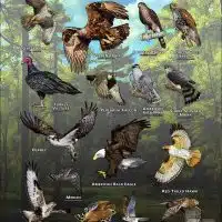 Diurnal Raptors of Wisconsin poster print