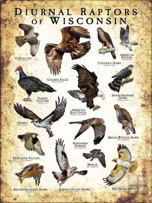 Diurnal Raptors of Wisconsin poster print