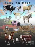 Common Farm Animals poster print