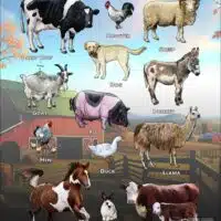 Common Farm Animals poster print
