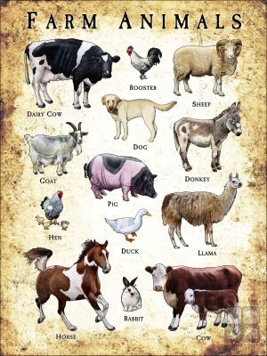 Common Farm Animals poster print