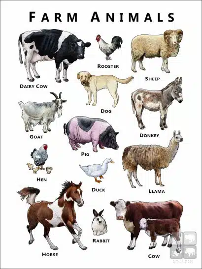 Common Farm Animals poster print