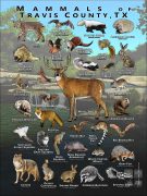 Mammals of Travis County, Texas poster print