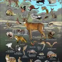 Mammals of Travis County, Texas poster print