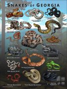 Poster design featuring various species of snake native to Georgia