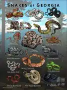 Poster design featuring various species of snake native to Georgia