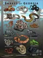 Poster design featuring various species of snake native to Georgia