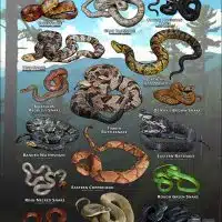 Poster design featuring various species of snake native to Georgia