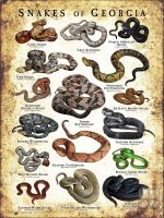 Poster design featuring various species of snake native to Georgia