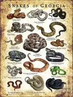 Poster design featuring various species of snake native to Georgia