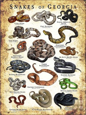 Poster design featuring various species of snake native to Georgia