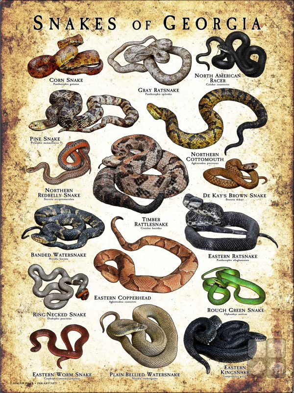 Poster design featuring various species of snake native to Georgia