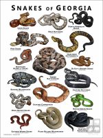 Poster design featuring various species of snake native to Georgia