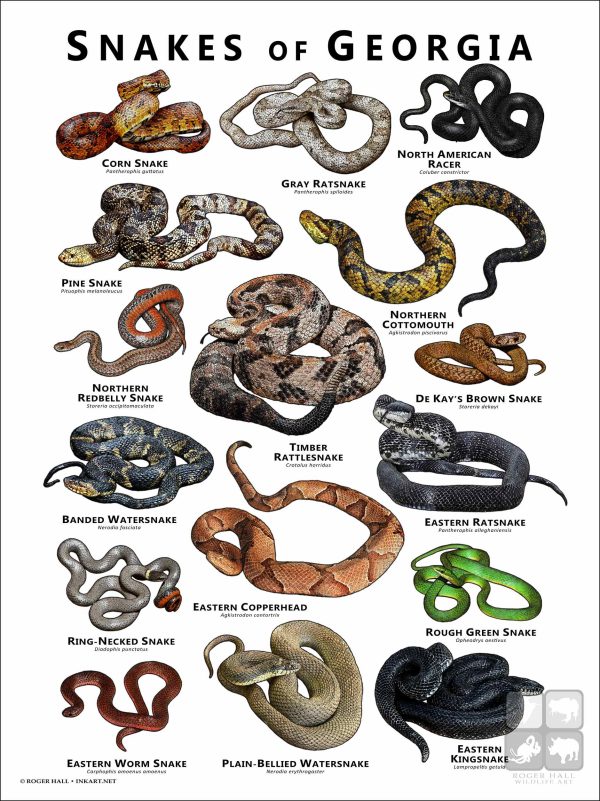 Poster design featuring various species of snake native to Georgia