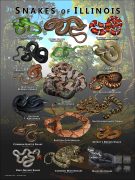 Poster design featuring various species of snake native to Illinois