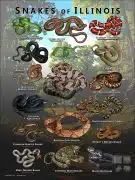 Poster design featuring various species of snake native to Illinois