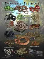 Poster design featuring various species of snake native to Illinois