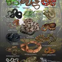 Poster design featuring various species of snake native to Illinois