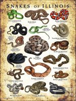 Poster design featuring various species of snake native to Illinois