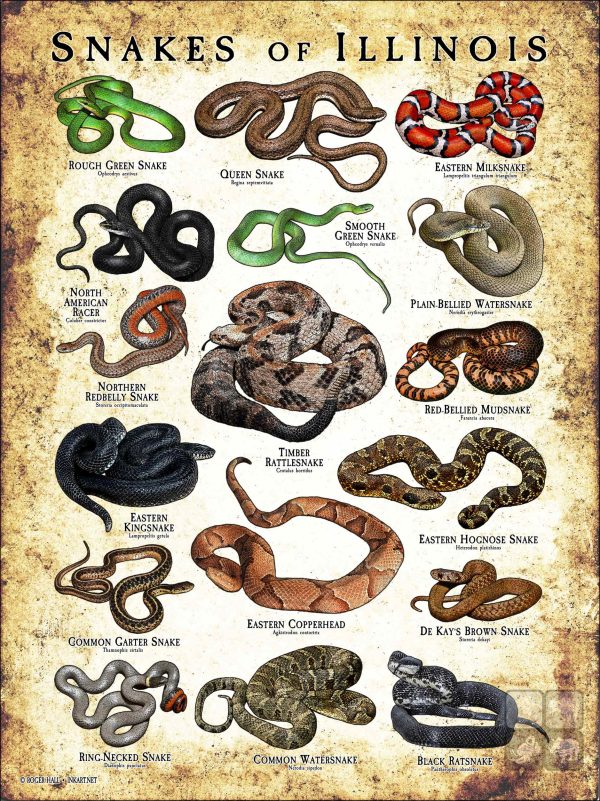 Poster design featuring various species of snake native to Illinois