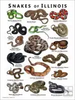 Poster design featuring various species of snake native to Illinois