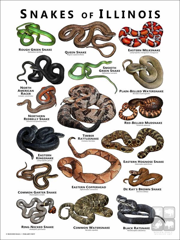 Poster design featuring various species of snake native to Illinois