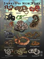 Poster design featuring various species of snake native to New York State