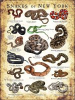 Poster design featuring various species of snake native to New York State