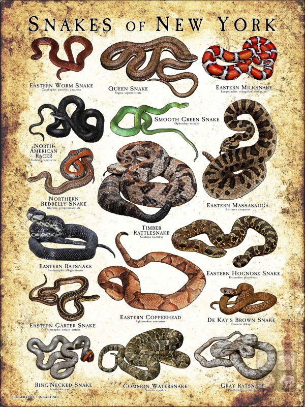 Poster design featuring various species of snake native to New York State