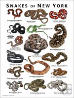 Poster design featuring various species of snake native to New York State