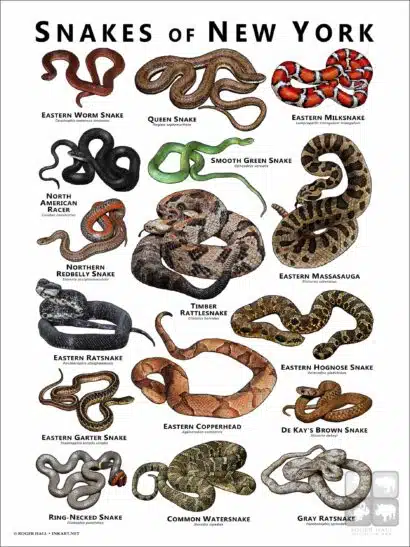 Poster design featuring various species of snake native to New York State