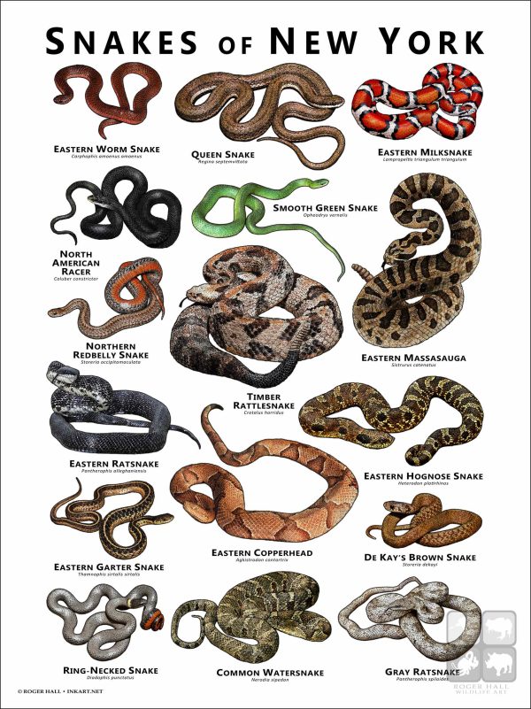 Poster design featuring various species of snake native to New York State