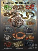 Poster design featuring various species of snake native to North Carolina