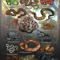 Poster design featuring various species of snake native to North Carolina
