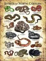 Poster design featuring various species of snake native to North Carolina