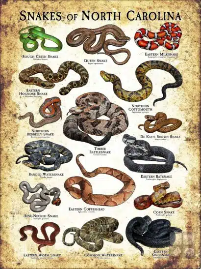 Poster design featuring various species of snake native to North Carolina