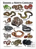 Poster design featuring various species of snake native to North Carolina