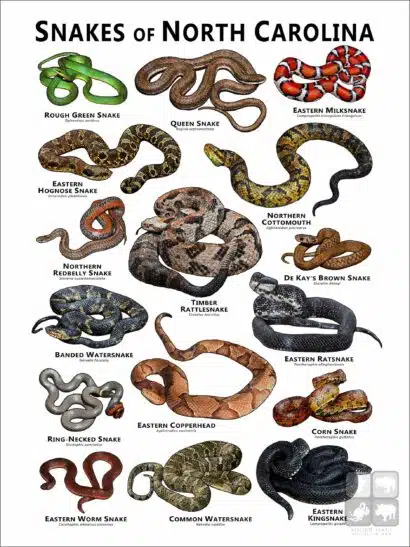 Poster design featuring various species of snake native to North Carolina