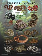 Poster design featuring various species of snake native to Ohio